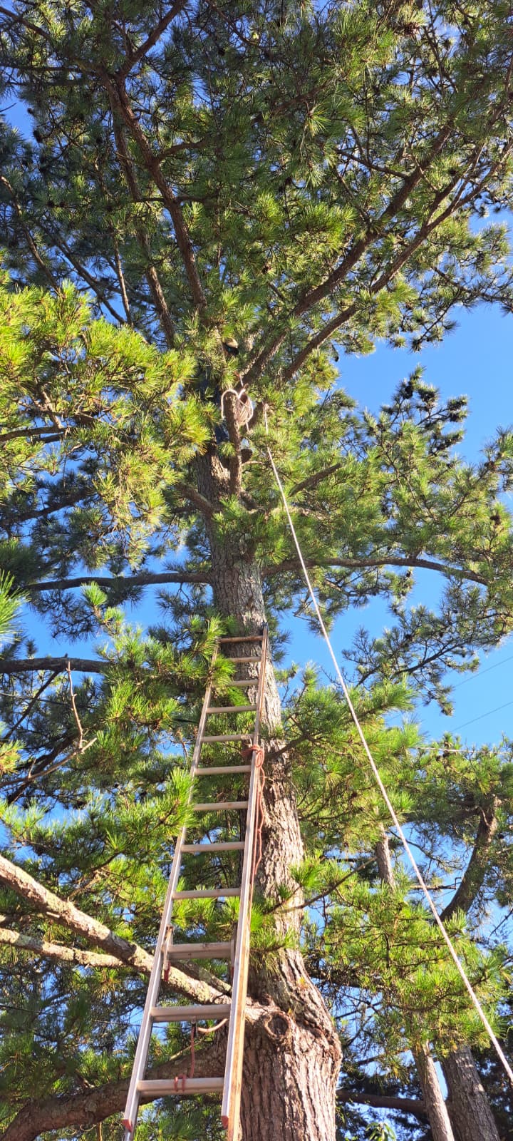 Sandoval Brothers Services LLC